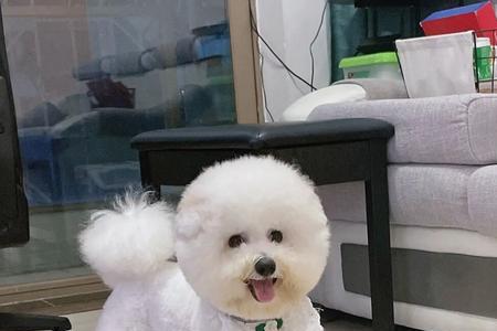 标体比熊体重与月龄对照表