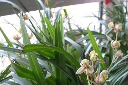 建兰开花到枯萎多久