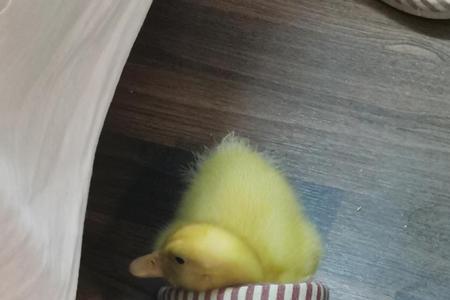 家里养的小鸭子害怕自己怎么办