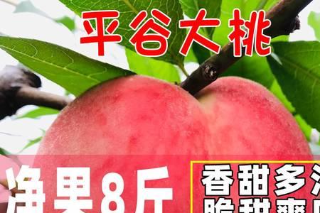 14号桃是什么品种