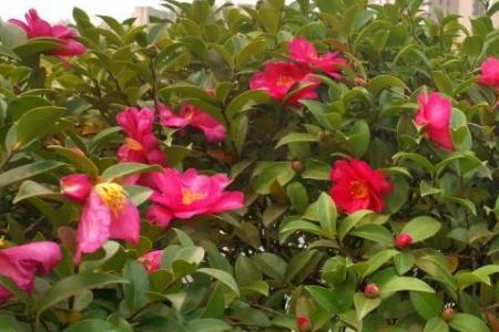 茶梅跟茶花一样养可以吗