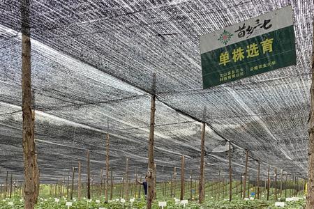 三七的种植怎么搭棚