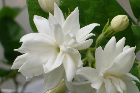 茉莉花在北方暖气房如何过冬