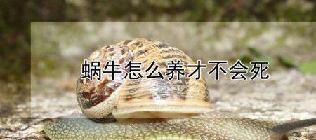 蜗牛碰到生石灰会死