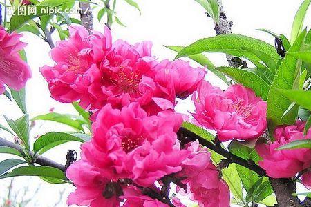 桃花的由来