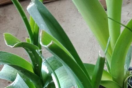 虎眼万年青的叶子能冷冻吗
