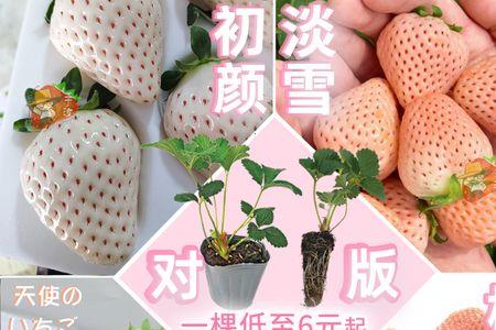 天使ae与桃熏哪个好