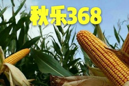 1851秋乐368玉米品种介绍