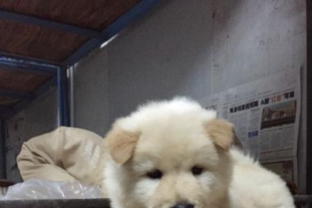 金毛和松狮有什么区别