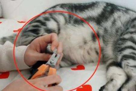猫咪趁人是什么意思