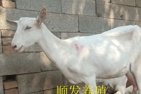 奶山羊配什么种公羊