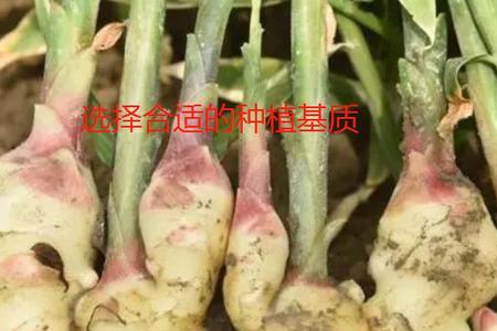 精喹禾灵对姜苗有影响吗