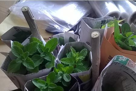 十香菜喜阳吗