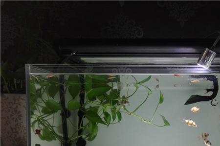鱼缸里的灯暗一点好还是亮的好
