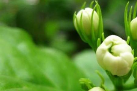 茉莉地栽耐寒吗
