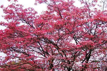 什么花只有四片花瓣