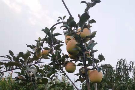 众城三号的优缺点