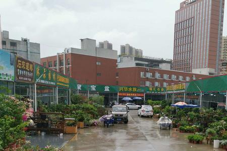 花鸟市场什么时候开门