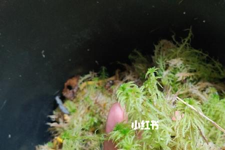 水苔最快繁殖方法