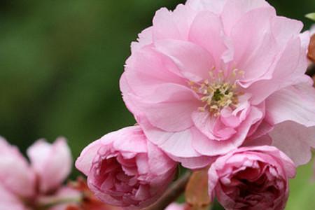 山樱藤花语