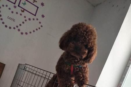泰迪多大就可以不关笼子了