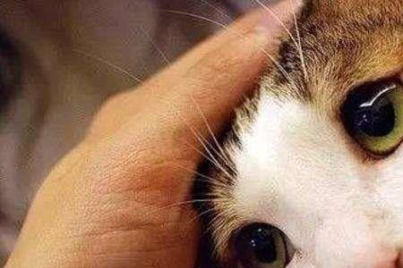 怎样让母猫说话