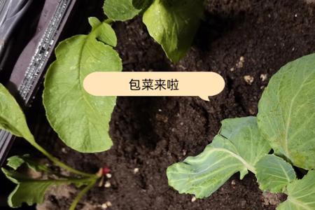 种菜间距多远一棵苗