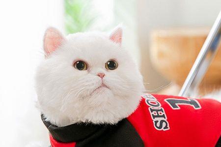 加菲猫的大写字母