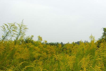 开黄花像芦苇样植物叫什么名字