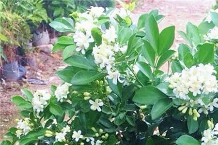 九里香花有蜜吗