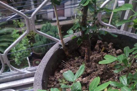 茎上开花的植物有哪些
