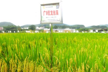龙稻18和稻花香哪个好