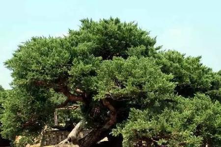 8月份柏树可以嫁接吗