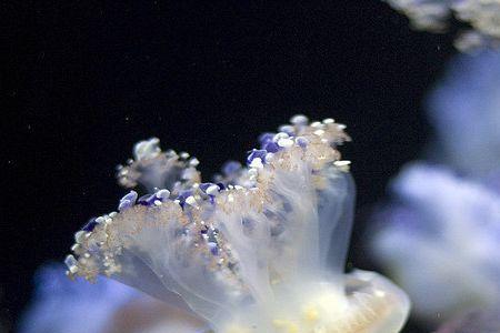 蛋黄水母生活在浅海还是深海