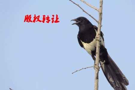 为什么说喜鹊上午报喜下午报丧