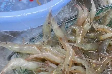 白刺虾和别的虾有什么区别