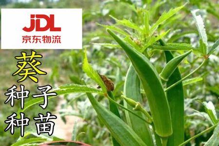 羊角菜什么时候播种