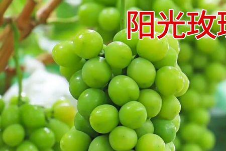 阳光玫瑰和巨峰的种植区别