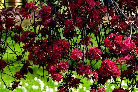 为什么春天是百花盛开的季节