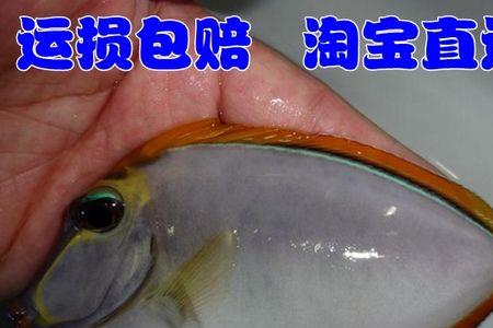 快递把鱼发回来鱼有呼吸游不动