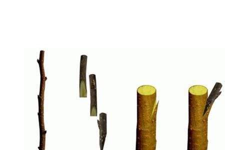 梨树嫁接和芽接的区别