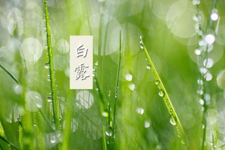 白露为霜天渐凉什么意思