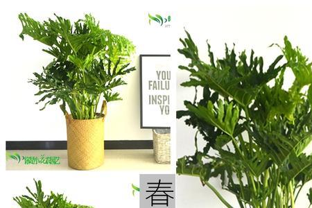 大门口喜阴大型植物