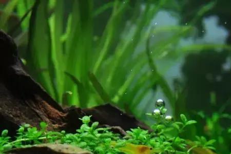 大水缸养鱼水里能放水草好吗