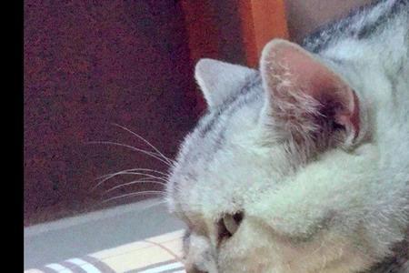 猫发出猪哼哼的声音是怎么回事