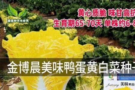 金博688玉米种子的容重是多少