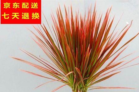 千年木是大盆好还是小盆好