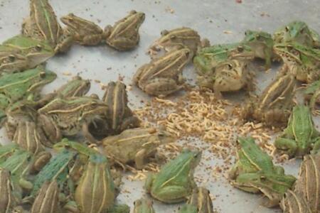 青蛙可以活多久