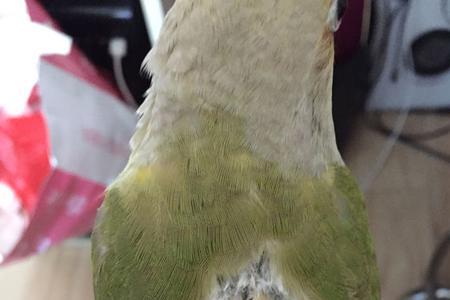 怎样才能让鸟脱毛快一点