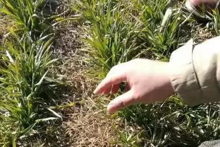 节节麦除草剂打多久能浇水